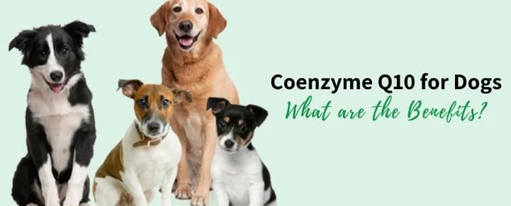 Ubiquinol vs CoQ10 for dogs