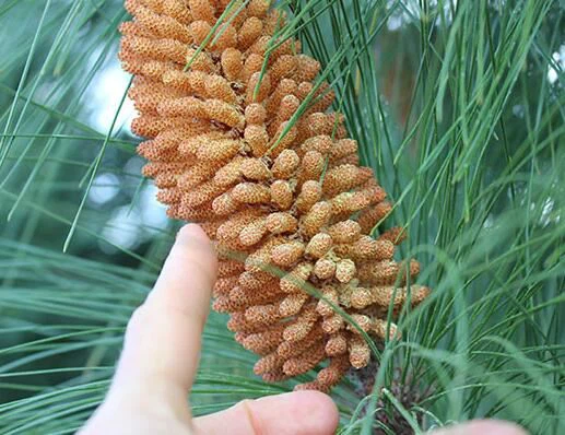 What are the side effects of pine pollen