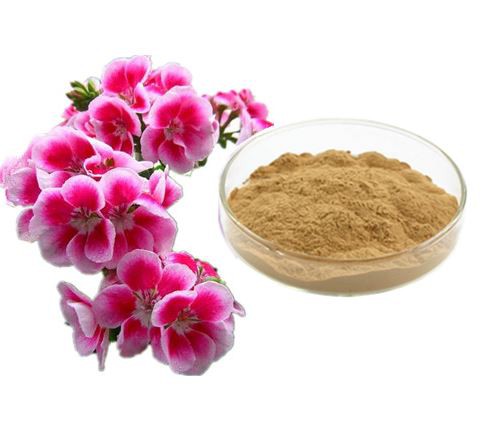 Pelargonium Sidoides powder.png Pelargonium Sidoides powder.png