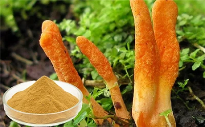 Tukkumyynti Cordyceps -sieniuutetta polysakkaridit 30% HPLC