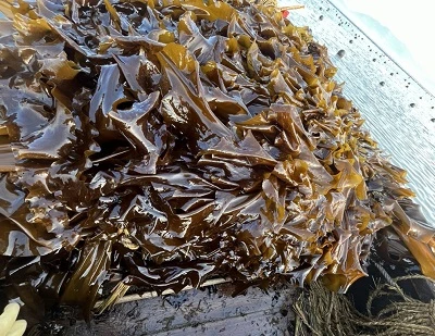 Kelp vs merilevä: tärkeimmät erot, edut, käyttötarkoitukset ja kumpi on parempi?