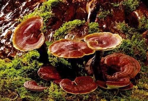 Salaperäinen Ganoderma lucidum polysakkaridi