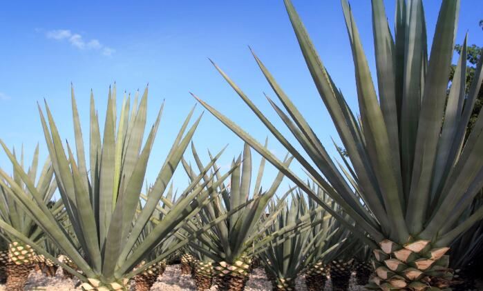 Agave Inulin vs sikuri-inuliini