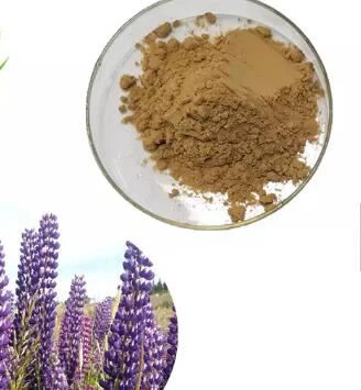 Lupinus Albus -siemenuute