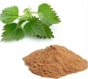 Pistävä nokkosenlehtijauhe